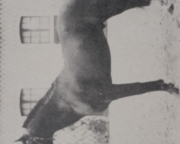 stallion Latif 1903 DB (Arabian thoroughbred, 1903, from Anazeh Fedaan ox)