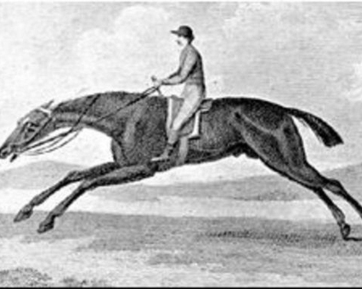 stallion King Fergus xx (Thoroughbred, 1775, from Eclipse xx)