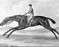 stallion King Fergus xx (Thoroughbred, 1775, from Eclipse xx)