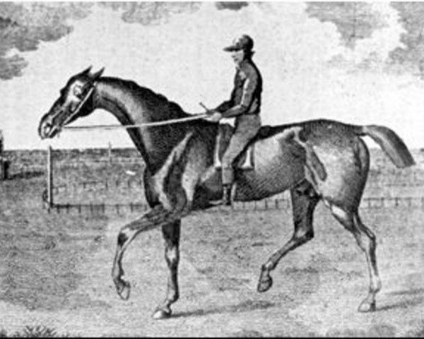 horse Beningbrough xx (Thoroughbred, 1791, from King Fergus xx)