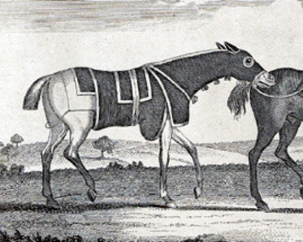 stallion Cardinal Puff xx (Thoroughbred, 1760, from Babraham xx)