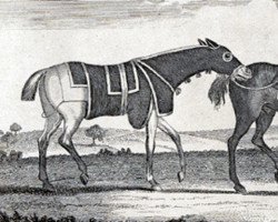 stallion Cardinal Puff xx (Thoroughbred, 1760, from Babraham xx)