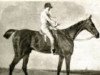 stallion Dick Andrews xx (Thoroughbred, 1797, from Joe Andrews xx)