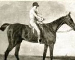 stallion Dick Andrews xx (Thoroughbred, 1797, from Joe Andrews xx)