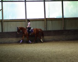 dressage horse Dybarry 2 (Württemberger, 2002, from Donnerprinz)