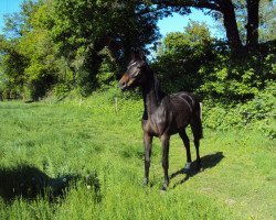 Springpferd Calimera Blue (Westfale, 2009, von Chaccomo)