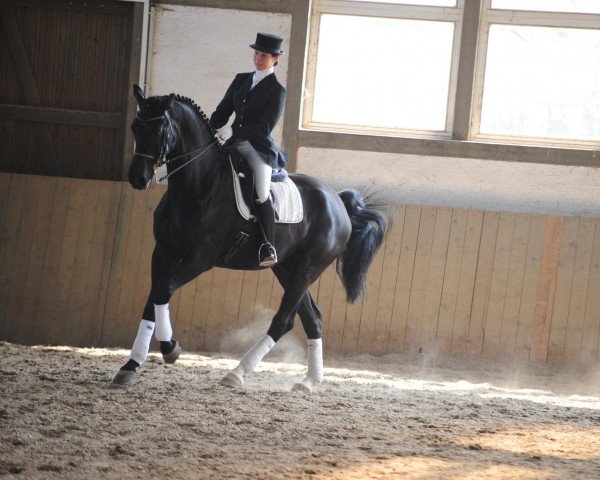 dressage horse A C'Est Ci Bon (Westphalian, 2003, from Arpeggio)