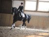 dressage horse A C'Est Ci Bon (Westphalian, 2003, from Arpeggio)