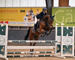 jumper Amica 147 (German Sport Horse, 2016, from Actender)