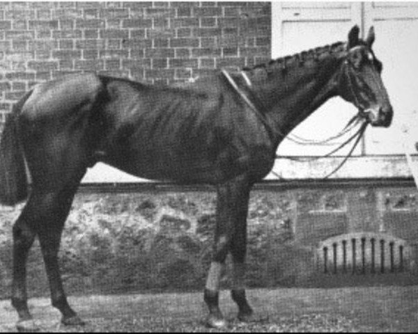 stallion Buccaneer xx (Thoroughbred, 1857, from Wild Dayrell xx)