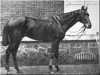 stallion Buccaneer xx (Thoroughbred, 1857, from Wild Dayrell xx)
