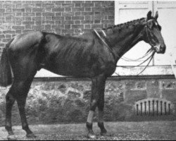 stallion Buccaneer xx (Thoroughbred, 1857, from Wild Dayrell xx)