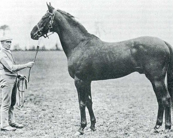 stallion Hackler xx (Thoroughbred, 1887, from Petrarch xx)