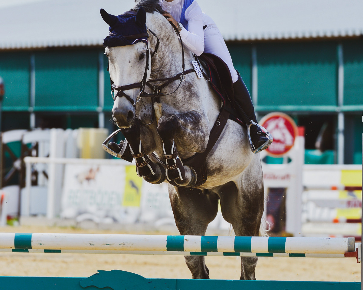 Springpferd Never Give Up V.d. Meulenkoute (Belgisches Warmblut, 2013, von Adorado)