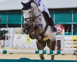 jumper Never Give Up V.d. Meulenkoute (Belgian Warmblood, 2013, from Adorado)