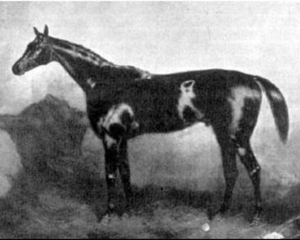 horse Sterling xx (Thoroughbred, 1868, from Oxford xx)