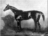 Pferd Sterling xx (Englisches Vollblut, 1868, von Oxford xx)