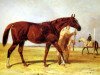 stallion Rataplan xx (Thoroughbred, 1850, from The Baron xx)
