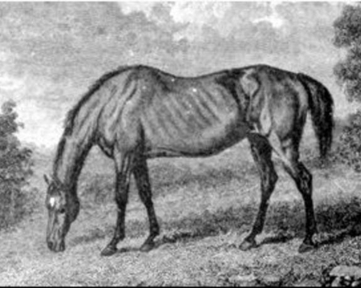 broodmare Parasol xx (Thoroughbred, 1800, from Pot8os xx (Potoooooooo xx))