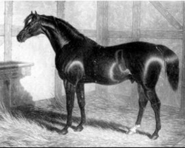 stallion Partisan xx (Thoroughbred, 1811, from Walton xx)