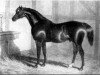 stallion Partisan xx (Thoroughbred, 1811, from Walton xx)