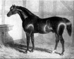 stallion Partisan xx (Thoroughbred, 1811, from Walton xx)