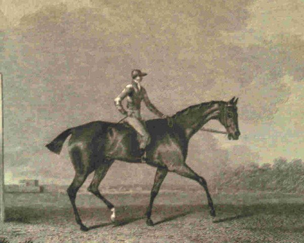 stallion Tramp xx (Thoroughbred, 1810, from Dick Andrews xx)