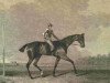 stallion Tramp xx (Thoroughbred, 1810, from Dick Andrews xx)