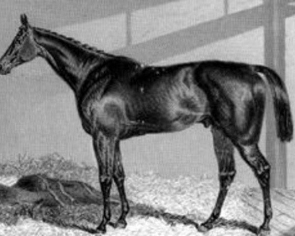 stallion Sweetmeat xx (Thoroughbred, 1842, from Gladiator xx)