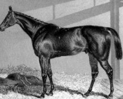 stallion Sweetmeat xx (Thoroughbred, 1842, from Gladiator xx)