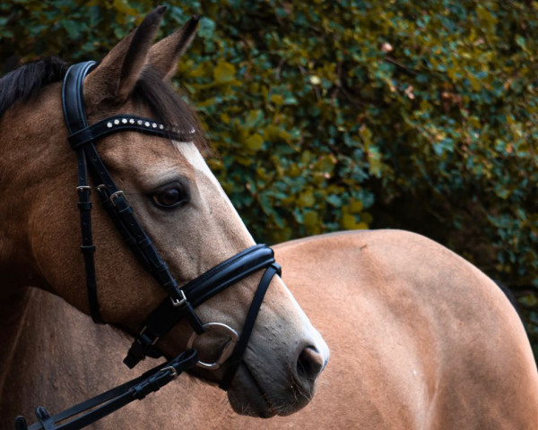 broodmare K.C. Maskottchen (German Riding Pony, 2013, from FS Mr. Right)