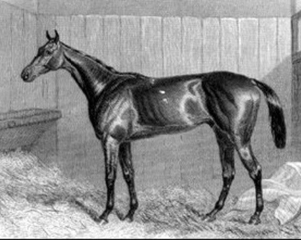 stallion Macaroni xx (Thoroughbred, 1860, from Sweetmeat xx)