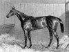 stallion Macaroni xx (Thoroughbred, 1860, from Sweetmeat xx)