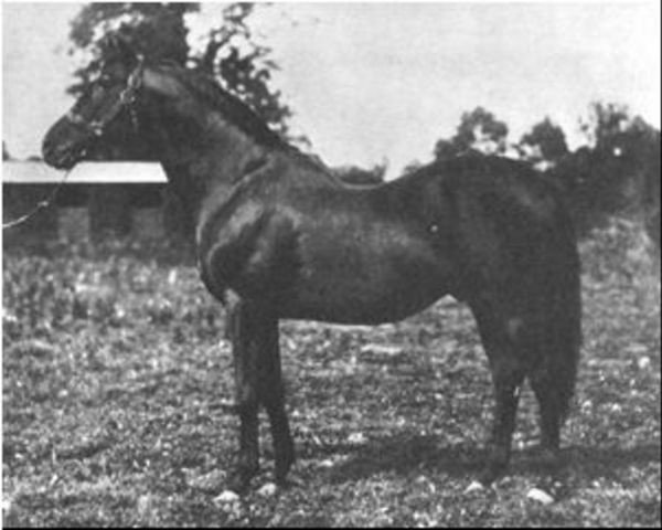 stallion Captivation xx (Thoroughbred, 1902, from Cyllene xx)