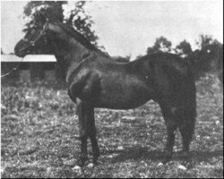 stallion Captivation xx (Thoroughbred, 1902, from Cyllene xx)