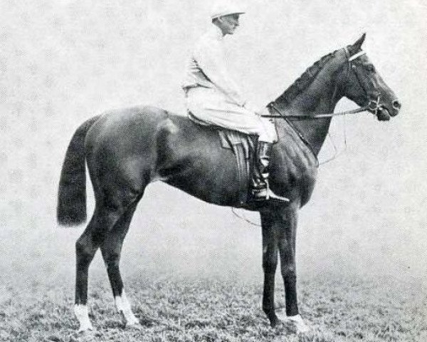 stallion Rabelais xx (Thoroughbred, 1900, from Saint Simon xx)