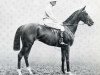 Pferd Rabelais xx (Englisches Vollblut, 1900, von Saint Simon xx)