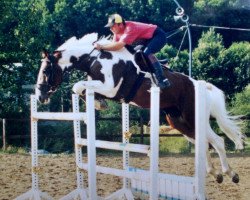 stallion Shetan Sch (Pinto / Hunter,  , from Shakespeare)