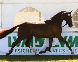 broodmare Donatella (Westphalian, 2007, from Diamond Hit)