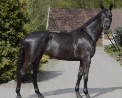 broodmare Fanny (Westphalian, 2008, from Fifty Cent)