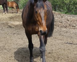 jumper Wellenkamm (Hanoverian, 1998, from Wogenbrecher)