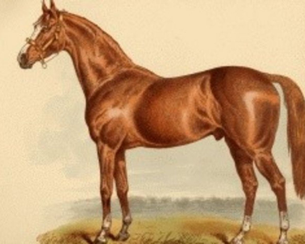 Deckhengst Atlantic xx (Englisches Vollblut, 1871, von Thormanby xx)