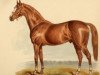 stallion Atlantic xx (Thoroughbred, 1871, from Thormanby xx)