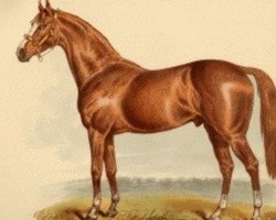 stallion Atlantic xx (Thoroughbred, 1871, from Thormanby xx)