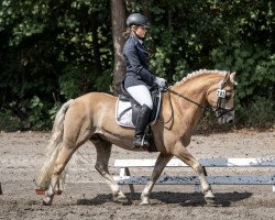 dressage horse Shakespeare (Edelbluthaflinger, 2012, from Starbuck (7,03% ox))