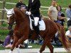 dressage horse Look At Me 45 (Bavarian, 2005, from Londonderry)