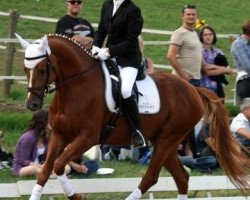 dressage horse Look At Me 45 (Bavarian, 2005, from Londonderry)