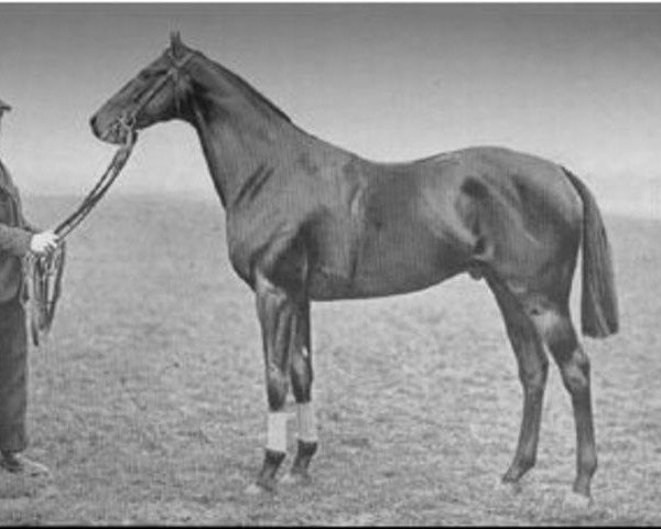 stallion Alcantara xx (Thoroughbred, 1908, from Perth xx)