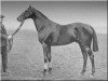 Pferd Alcantara xx (Englisches Vollblut, 1908, von Perth xx)