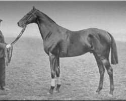 stallion Alcantara xx (Thoroughbred, 1908, from Perth xx)